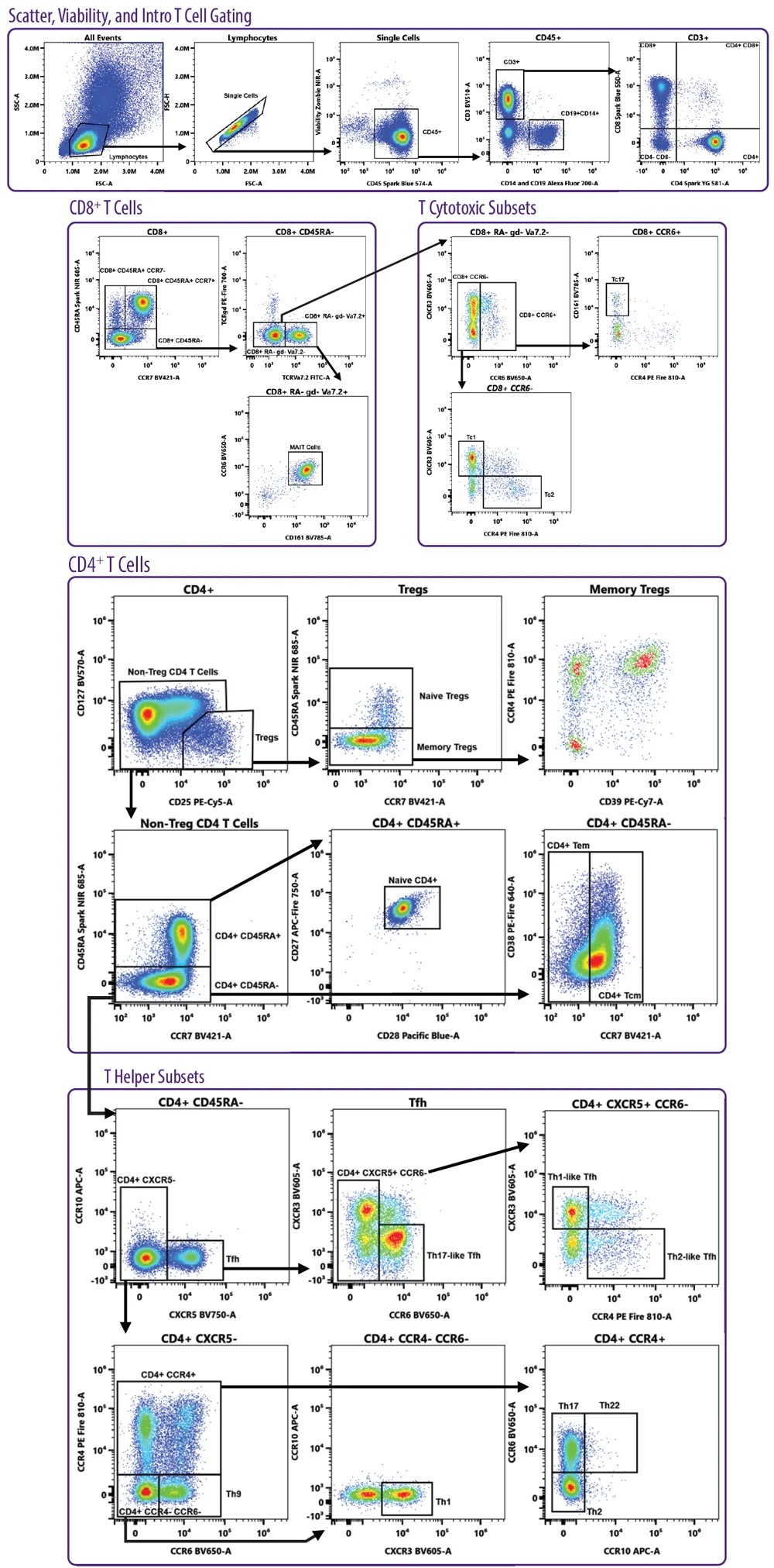 Human T Cell Differentiation and CCRs