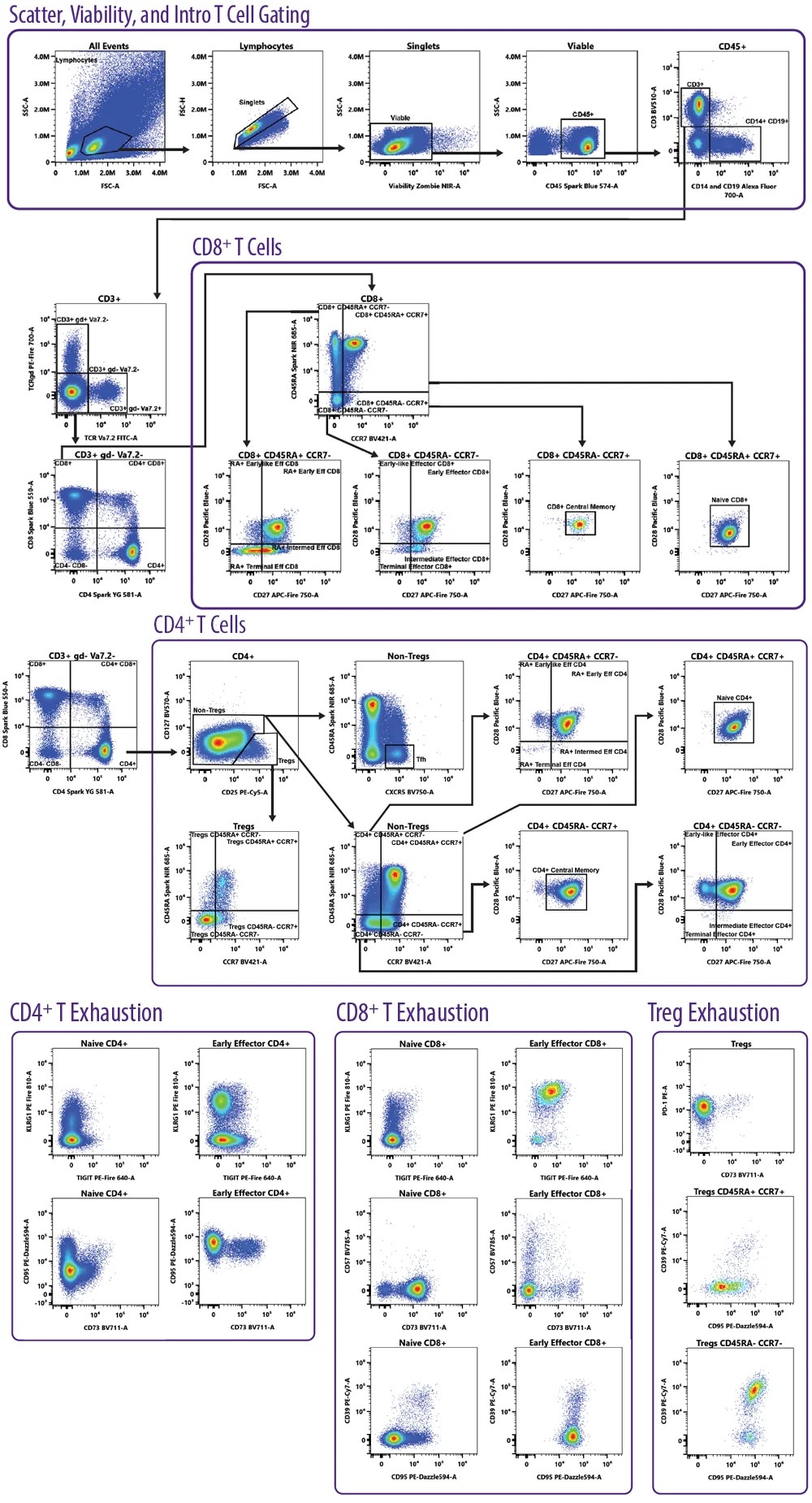Human T Cell Differentiation and Exhaustion